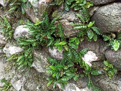 Asplenium ceterach