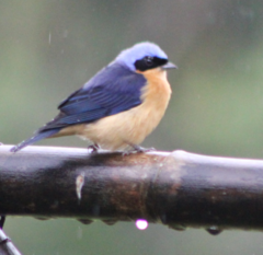 Pipraeidea melanonota