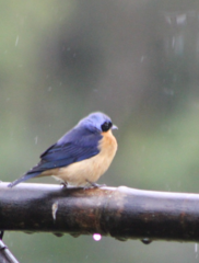 Pipraeidea melanonota