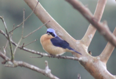 Pipraeidea melanonota