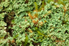 Cladonia subcariosa