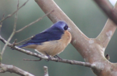 Pipraeidea melanonota