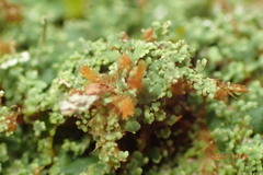 Cladonia subcariosa