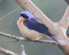 Pipraeidea melanonota