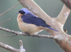 Pipraeidea melanonota