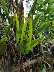 Serpocaulon levigatum