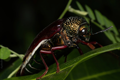Sternocera chrysis