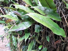 Serpocaulon levigatum