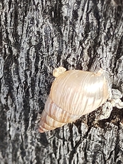 Bulimulus tenuissimus