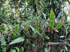 Serpocaulon levigatum