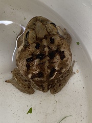 Rhinella