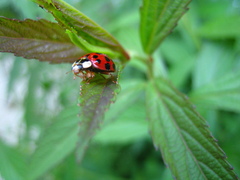 Harmonia axyridis