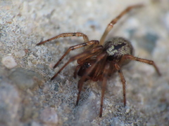 Enoplognatha