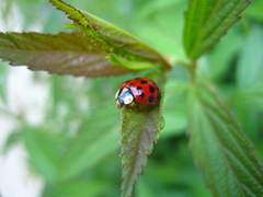 Harmonia axyridis