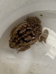 Rhinella