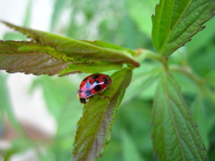Harmonia axyridis