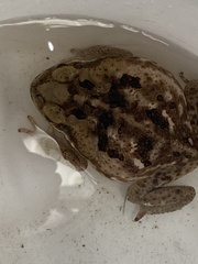 Rhinella