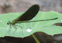 Neurobasis chinensis