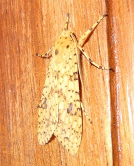 Lophocampa