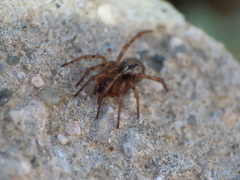 Enoplognatha