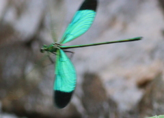 Neurobasis chinensis