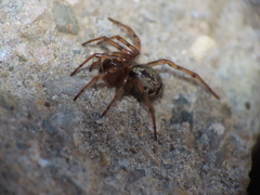 Enoplognatha