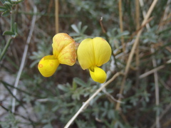 Acmispon rigidus