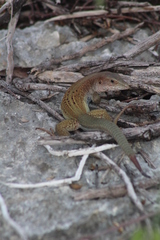 Aspidoscelis angusticeps angusticeps