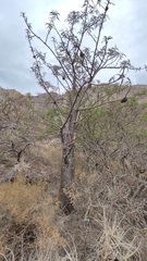 Vasconcellea quercifolia