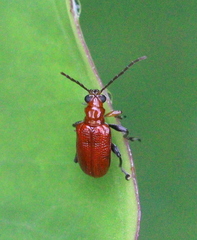 Lemini