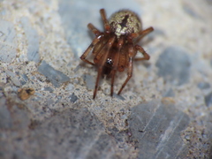 Enoplognatha
