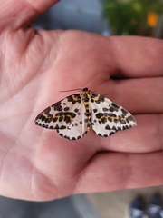 Abraxas grossulariata