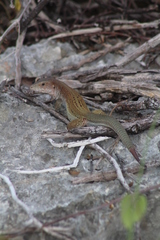 Aspidoscelis angusticeps angusticeps