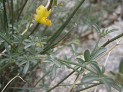 Acmispon rigidus