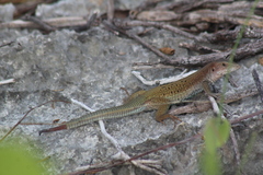 Aspidoscelis angusticeps angusticeps