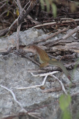 Aspidoscelis angusticeps angusticeps