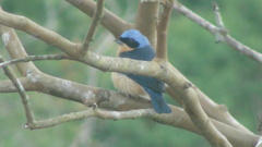 Pipraeidea melanonota