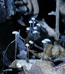 Collybiopsis quercophila