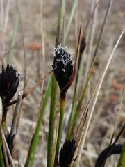 Schoenus nigricans