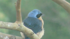 Pipraeidea melanonota