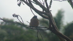 Pipraeidea melanonota