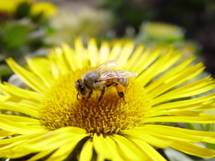Apis mellifera
