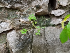Geranium robertianum