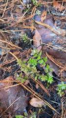 Vaccinium macrocarpon