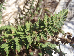 Notholaena grayi