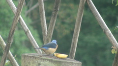 Pipraeidea melanonota