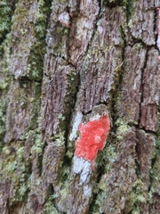 Herpothallon rubrocinctum