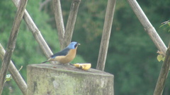 Pipraeidea melanonota