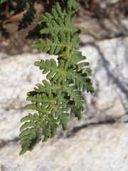 Notholaena grayi