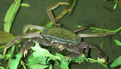 Potamoidea